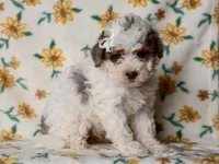 Sombrina, a female Miniature Bernedoodle for sale in Dunnville, KY – 1 of 4