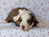 Sonya, a female Miniature Bernedoodle for sale in Dunnville, KY – 3 of 4