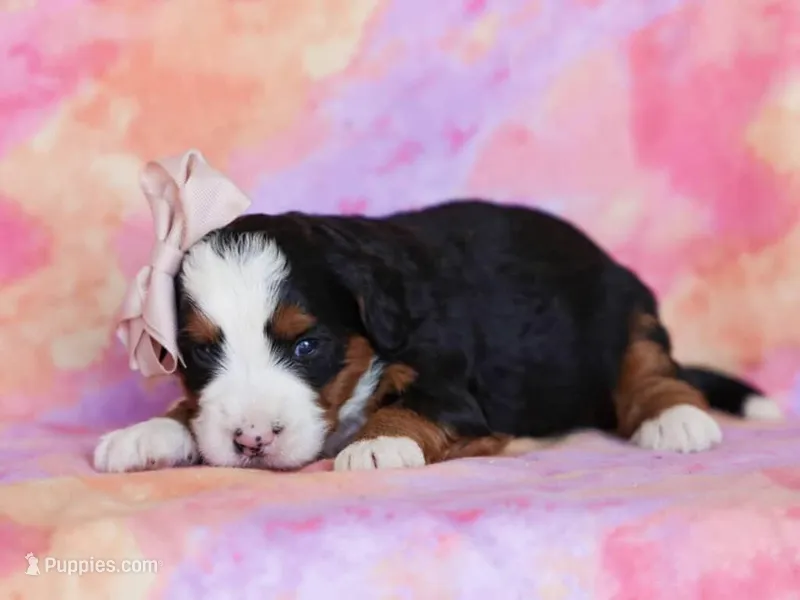 Molly – Miniature Bernedoodle puppy for sale in Dunnville, KY