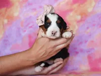 Molly, a female Miniature Bernedoodle for sale in Dunnville, KY – Photo 3 of 4