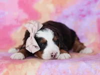 Molly, a female Miniature Bernedoodle for sale in Dunnville, KY – Photo 2 of 4