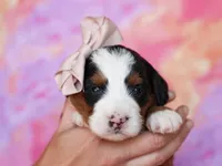 Molly, a female Miniature Bernedoodle for sale in Dunnville, KY – Photo 4 of 4