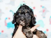 Tex, a male Cavapoo for sale in Dunnville, KY – 7 of 8