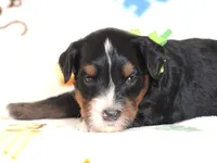 Alson, a male Miniature Bernedoodle for sale in Dunnville, KY – 4 of 4