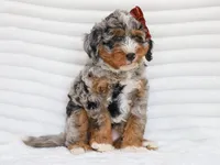 Dorie, a female Miniature Bernedoodle for sale in Dunnville, KY – 5 of 7