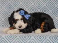 Martin, a male Miniature Bernedoodle for sale in Dunnville, KY – 8 of 8