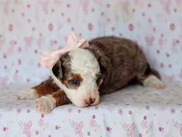 Sonya, a female Miniature Bernedoodle for sale in Dunnville, KY – 4 of 4
