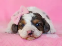 Sweetie, a female Cavapoo for sale in Dunnville, KY – Photo 4 of 4