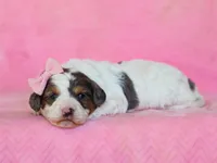 Sweetie, a female Cavapoo for sale in Dunnville, KY – Photo 2 of 4