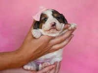 Sweetie, a female Cavapoo for sale in Dunnville, KY – Photo 3 of 4