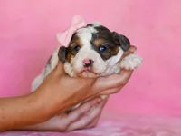 Sweetie, a female Cavapoo for sale in Dunnville, KY – Photo 1 of 4