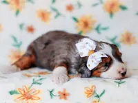 Salena, a female Miniature Bernedoodle for sale in Dunnville, KY – 3 of 4