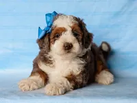 Scottie, a male Miniature Bernedoodle for sale in Dunnville, KY – 2 of 4