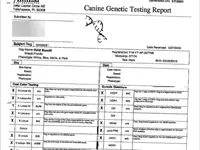 Bandit, a male Poodle - Miniature  for sale in Dunnville, KY – Photo 2 of 2