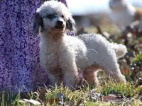 Bandit, a male Poodle - Miniature  for sale in Dunnville, KY – Photo 1 of 2