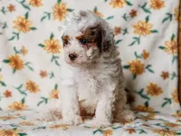 Sombrina, a female Miniature Bernedoodle for sale in Dunnville, KY – 3 of 4