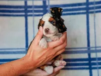 Scottie, a male Miniature Bernedoodle for sale in Dunnville, KY – 4 of 4