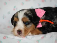 Zinni, a female Bernedoodle for sale in Dunnville, KY – 2 of 4