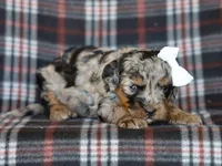 Donovan, a male Miniature Bernedoodle for sale in Dunnville, KY – Photo 1 of 4