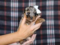 Donovan, a male Miniature Bernedoodle for sale in Dunnville, KY – Photo 2 of 4