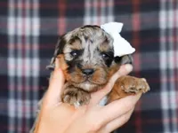 Donovan, a male Miniature Bernedoodle for sale in Dunnville, KY – Photo 4 of 4