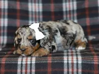 Donovan, a male Miniature Bernedoodle for sale in Dunnville, KY – Photo 3 of 4