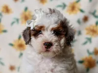 Sombrina, a female Miniature Bernedoodle for sale in Dunnville, KY – 2 of 4
