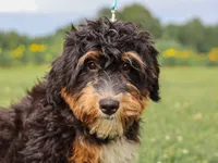 Alta, a female Miniature Bernedoodle for sale in Dunnville, KY – 3 of 4