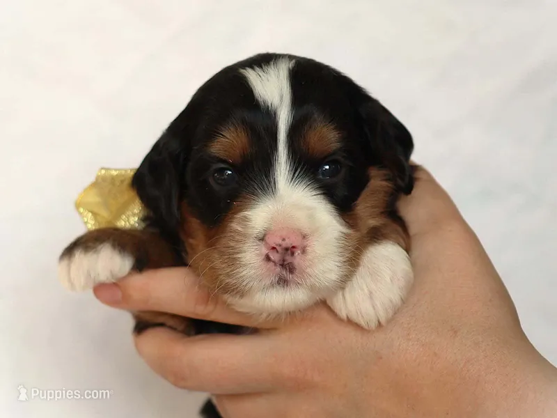 Ashland – Miniature Bernedoodle puppy for sale in Dunnville, KY
