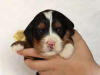 Ashland, a male Miniature Bernedoodle for sale in Dunnville, KY – 1 of 4