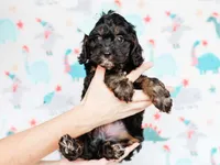 Tex, a male Cavapoo for sale in Dunnville, KY – 6 of 8