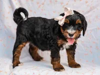 Alta, a female Miniature Bernedoodle for sale in Dunnville, KY – 5 of 8