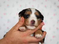 Zinni, a female Bernedoodle for sale in Dunnville, KY – 4 of 4