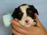 Abner, a male Miniature Bernedoodle for sale in Dunnville, KY – 3 of 4