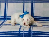 Silas, a male Miniature Bernedoodle for sale in Dunnville, KY – 4 of 4