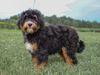 Alta, a female Miniature Bernedoodle for sale in Dunnville, KY – 2 of 4