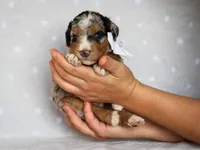 Zaylor, a male Bernedoodle for sale in Dunnville, KY – 4 of 4