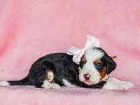 Audrey, a female Miniature Bernedoodle for sale in Dunnville, KY – Photo 4 of 4