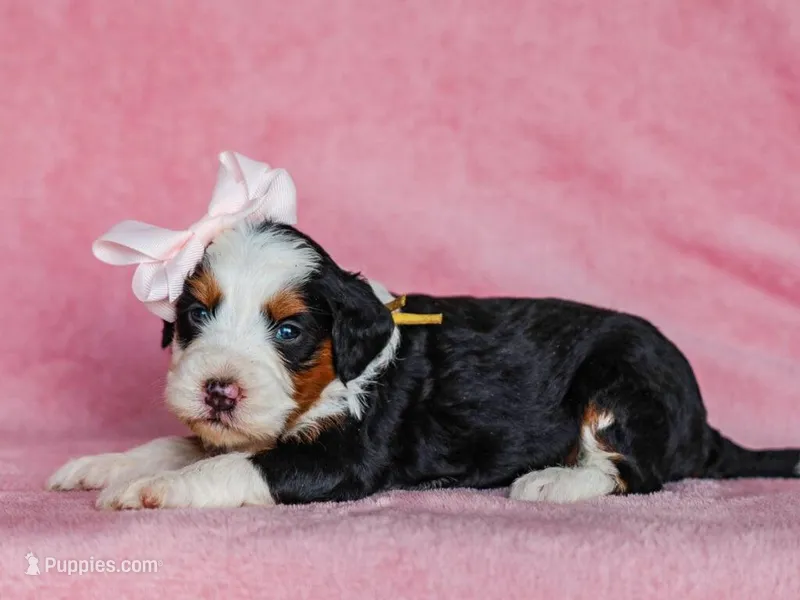 Audrey – Miniature Bernedoodle puppy for sale in Dunnville, KY