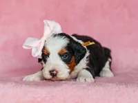 Audrey, a female Miniature Bernedoodle for sale in Dunnville, KY – Photo 3 of 4