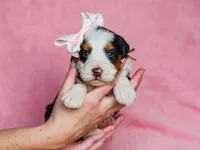 Audrey, a female Miniature Bernedoodle for sale in Dunnville, KY – Photo 2 of 4