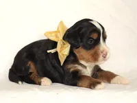 Ashland, a male Miniature Bernedoodle for sale in Dunnville, KY – 3 of 4