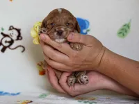 Julie, a female Cavapoo for sale in Dunnville, KY – 2 of 4