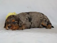 Jessy, a female Cavapoo for sale in Dunnville, KY – 2 of 4