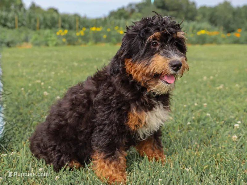 Alta – Miniature Bernedoodle puppy for sale in Dunnville, KY