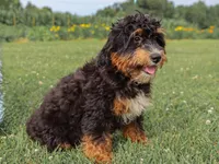 Alta, a female Miniature Bernedoodle for sale in Dunnville, KY – 1 of 4