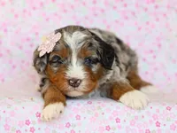 Dorie, a female Miniature Bernedoodle for sale in Dunnville, KY – Photo 3 of 4