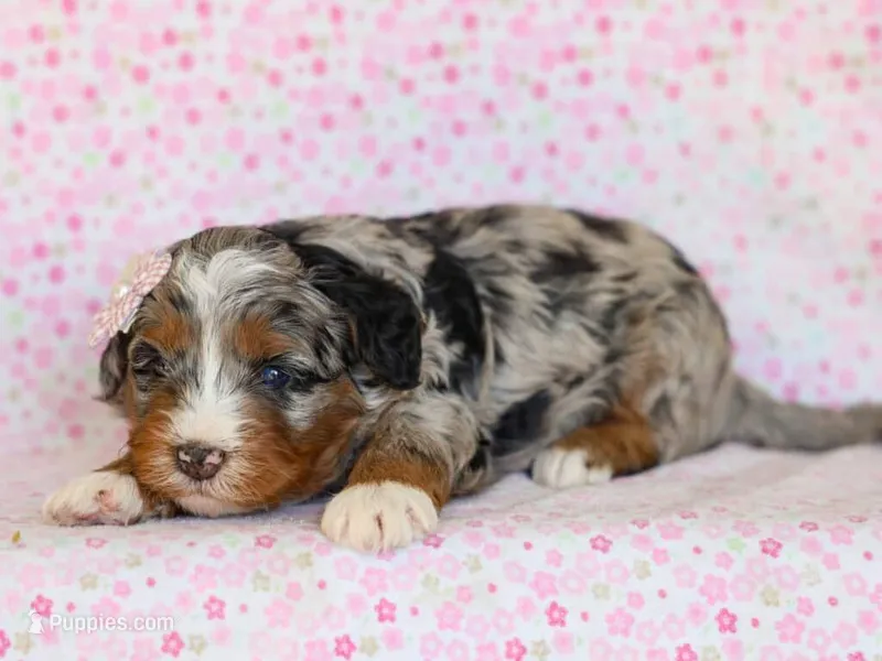 Dorie – Miniature Bernedoodle puppy for sale in Dunnville, KY