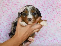 Dorie, a female Miniature Bernedoodle for sale in Dunnville, KY – Photo 4 of 4