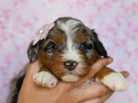 Dorie, a female Miniature Bernedoodle for sale in Dunnville, KY – Photo 2 of 4